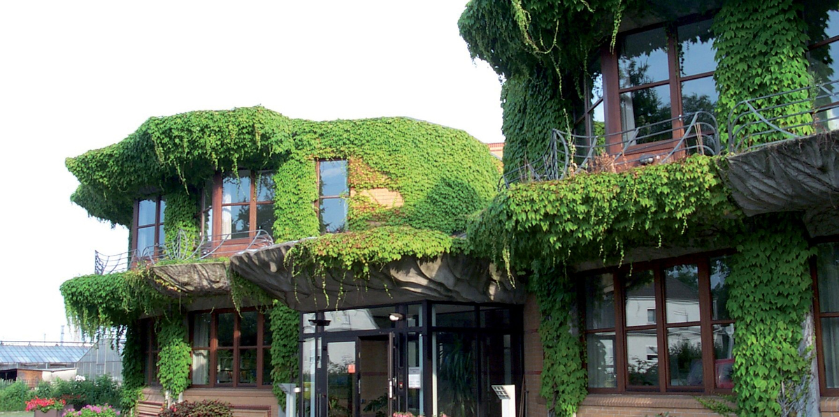 Fassadenbegrünung