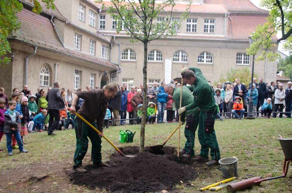 Pflanzung Lutherbaum in Dresden-Plauen